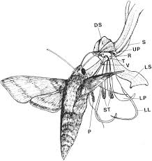 Image result for Bonatea antennifera