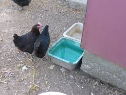 3 Juin Paroles De Poulailler Oui A La Diversite Passion Potager En 2020 Poulailler Poule Marans Parole