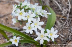 Image result for Tecophilaeaceae