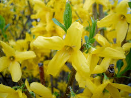 One of the earliest bloomers of the year, daffodils are a sure sign that the texas frost is almost over. Forsythia Wikipedia