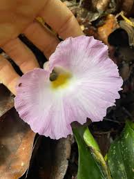 Image result for Aframomum spiroligulatum