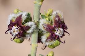 Image result for Periploca