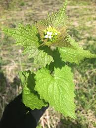 The majority of the known infestations in king county are on city of seattle parks properties and nearby private properties, but gar. Garlic Mustard A Delicious Invasive Four Season Foraging
