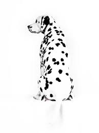 Asko Dieren Foto Van Caine Zoom Nl Honden Schilderijen Hondenkunst Dalmatier