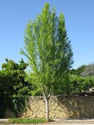 It is in flower from april to may, and the seeds ripen from october to november. Ufei Selectree A Tree Selection Guide