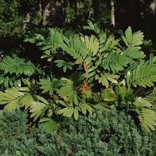 Image result for Zamiaceae