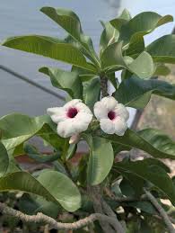 Image result for Adenium boehmianum