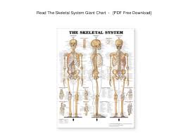 Read The Skeletal System Giant Chart Pdf Free Download