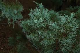 Image result for Callitris