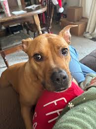 Jagd terrier dog community and discussion