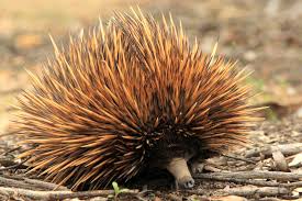 Echidna