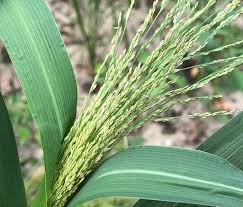 Image result for Panicum chionachne