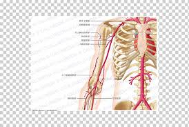 The brachial artery is the main supply of arterial blood to the arm, forearm, and hand. Artery Abdomen Thorax Anatomy Human Body Arm Hand People Anatomy Png Klipartz