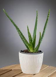 Subtropische gewächsen in unseren gefilden sind längst keine seltenheit mehr. Echte Aloe Aloe Vera Gunstig Online Kaufen