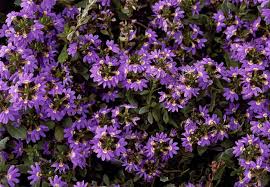Image result for Scaevola