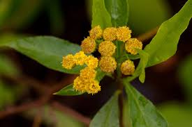 Image result for Psiadia punctulata