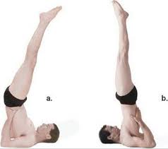 A proper handstand is pikes of varying degrees including where a gymnast is esentially folded in half at their hips are used in gymnastics. The Shoulderstand Anatomy Of Hatha Yoga A Manual For Students Teachers And Practitioners