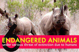6 Critically Endangered Animals Under Threat Of Extinction Due To Human Activity Endangered Animals Endangered Animals