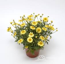 Image result for foto Kopretina