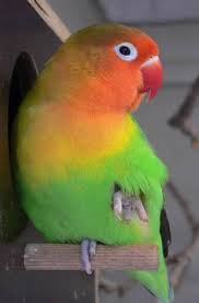 Pin On Lovebirds