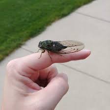 Cicada (plural cicadas or cicadae). Brood X Cicadas Will Soon Swarm The East Coast But South Dakotans Need Not Worry