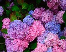 Rhododendron Vs Hydrangea Hunker Planting Hydrangeas Growing Hydrangeas Hydrangea Macrophylla