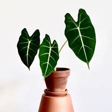 Alocasia Frydek Purple Plants Plant Goals Plants