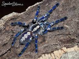 Hallo also ich hab ein blau vogel spinne sie ist noch jung und ich wollte fragen ob die temperatur 23 grad okay ist und die. Poecilotheria Metallica Tarantulas Vogelspinnen Vogelspinnen Spinne Spinnen Tattoo