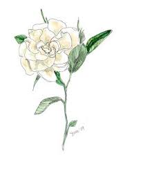 Gardenia Drawing Google Search Gardenia Tattoo Flower Drawing Drawings