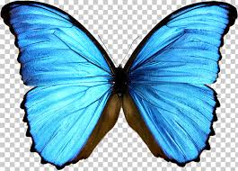 Free Free 208 Blue Monarch Butterfly Svg SVG PNG EPS DXF File