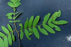 Image result for Brachystegia utilis