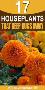 Keep weeds around the garden in control and clean up the garden at the end of the growing season. 17 Houseplants That Will Keep The Bugs Away Homestead Survival Site Plants Natural Insect Repellant Houseplants