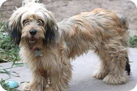 Check spelling or type a new query. Norwalk Ct Havanese Dachshund Mix Meet Saffron A Dog For Adoption Dachshund Mix Havanese Havanese Mix
