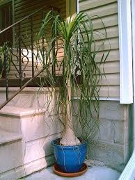 They are not a real tree or real careful attention is required when watering the plants. Indoor Gardening Plants Houseplants Windowsill Garden