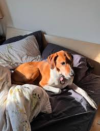 Kann nicht herausfinden, was für eine Hunderasse unser Hund ist… :  r/coonhounds