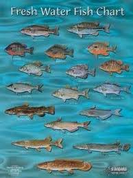 Types Of Fish To Stock In Florida Ponds Fish Chart Fish