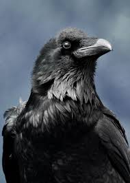 shaman raven photo by matt knoth on flickr karga alakarga hayvan