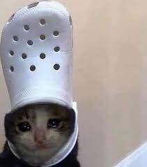 You want your opponents to feel the burn. Meme Pfp Cat Real Cat Meme 1 Whatsapp Stickers Stickers Cloud Collection By Adina P Last Updated 7 Hours Ago Airbamter