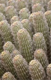 Image result for Hypertelis salsoloides