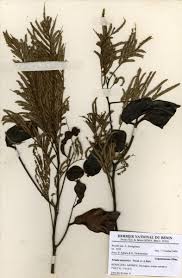 Image result for Entada abyssinica