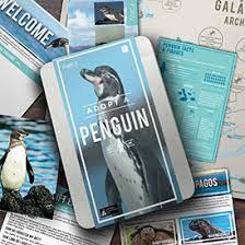 This is because some are accidentally caught conservation efforts are slowly helping the galapagos penguin populations. Adopt A Penguin From Gift Republic