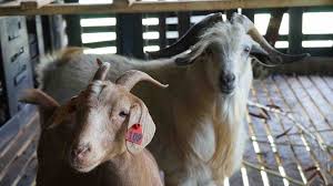 Woman hunter kills sika stag, its hot in the heat of late summer. Don T Get My Goat The Island Farmers Fighting Livestock Theft Bbc News
