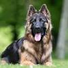 Our puppies are raised in our home with love and affection. 1