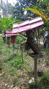 Madu lebah kelulut atau biasa kita kenal dengan lebah trigona sangat kaya akan rasa asam yang terdapat di dalam madu kelulut yang mengandung asam amino dapat dengan cara di konsumsi langsung. Cara Menternak Lebah Kelulut Encikshino Com