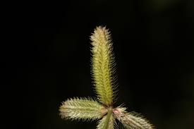 Image result for Dactyloctenium geminatum