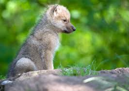 They spend their life in the arctic tundra, higher than the northern tree line. Denmark Zoo Welcomes 5 Arctic Wolf Pups