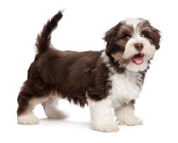 Their lineage can be traced to the european bichon. Havanese Puppies Selecting The Right Havanese Puppy