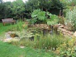 The Wildlife Pond After 2 Years Hinton St George Gunnera Tinctoria Is Not Quite As Huge As Gunnera M Ponds Backyard Backyard Water Feature Garden Pond Design