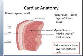 Wright r.a, errington m.l., luoqmani r.a. Endocarditis Pericarditis Myocarditis Myopathies Flashcards Quizlet