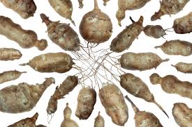 Maybe you would like to learn more about one of these? Topinambur Proprieta E Benefici Del Tubero Senza Glutine